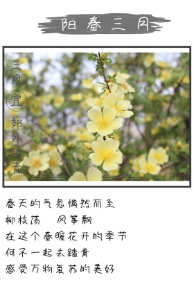 创意简约踏青公众号竖版配图模板