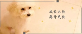 宠物狗狗公众号封面