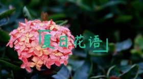 花语宣传创意简约公众号封面