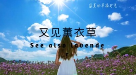 薰衣草紫色花海梦幻公众号封面模版