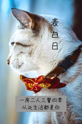 表白日520猫猫公众号配图
