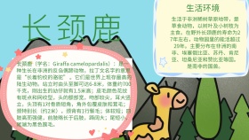 有关动物的手抄报长颈鹿