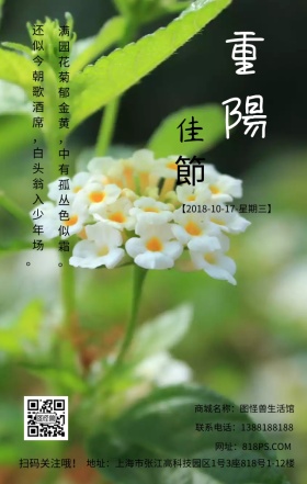 重阳节节日老人菊花文艺简约日签