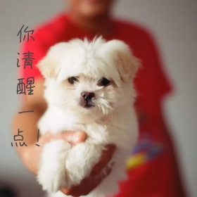 你清醒一点金毛简约公众号配图