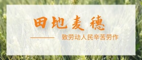 抽象田地麦穗封面