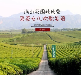 满山茶园处处香朋友圈封面