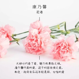 康乃馨花语简介简约白色方形配图
