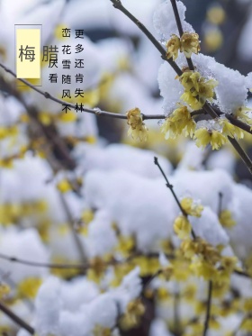原创插画小雪腊梅风景手绘海报