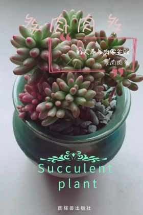 黄色摄影多肉植物技能培训KINDLE封面