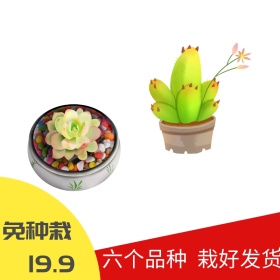 多肉植物