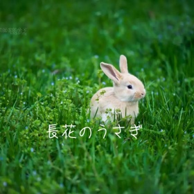 长花的兔子手机微博封面
