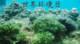 绿色简约保护环境世界环境日公众号封面