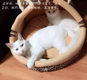 朋友圈背景