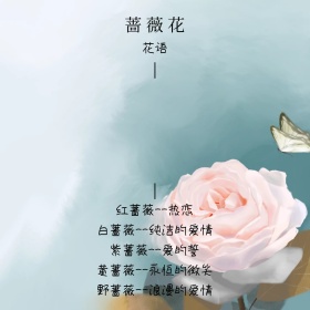 蔷薇花花语简介白色方形配图