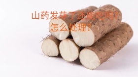 山药发芽了还能吃吗公众号封面
