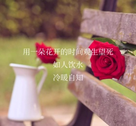 花开的时间红玫瑰哲理朋友圈封面