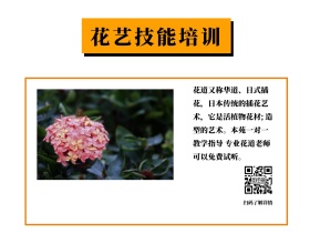 职业技能培训花艺培训班简约公众号配图