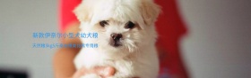 可爱宠物海报模板设计