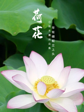 荷花手绘插画海报