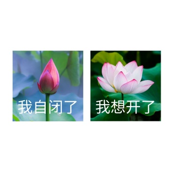 我想开了莲花荷花情侣头像