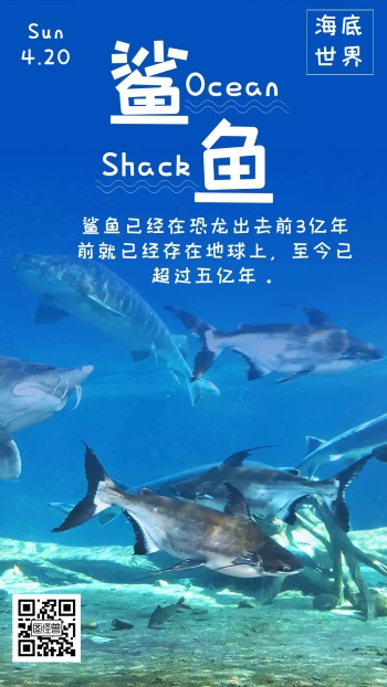 鲨鱼图片