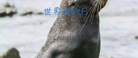 世界海豹日唯美梦幻公众号封面