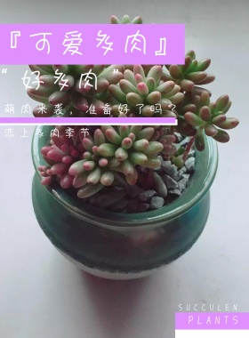植物店多肉上新促销促销紫色可爱海报模板