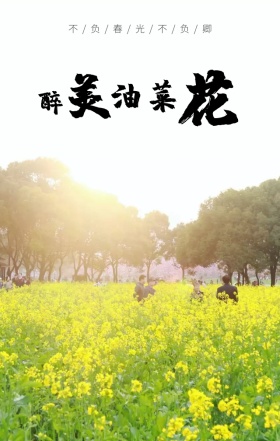 最美春光油菜花海春季旅游宣传海报