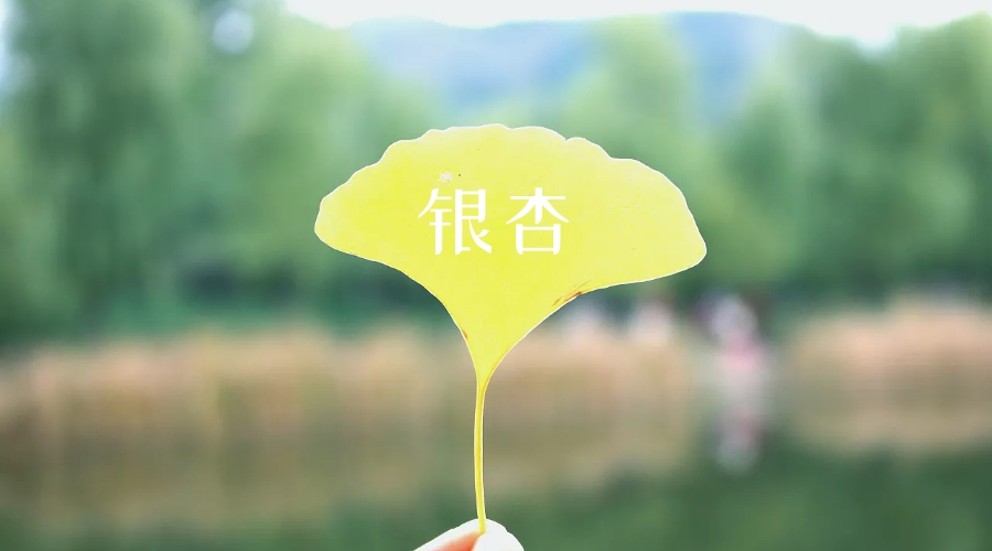 银杏树叶