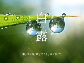 白露简约森林摄影公众号配图
