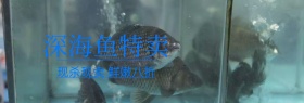 深海鱼特卖517吃货节banner图片