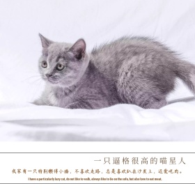 猫星人公众号配图