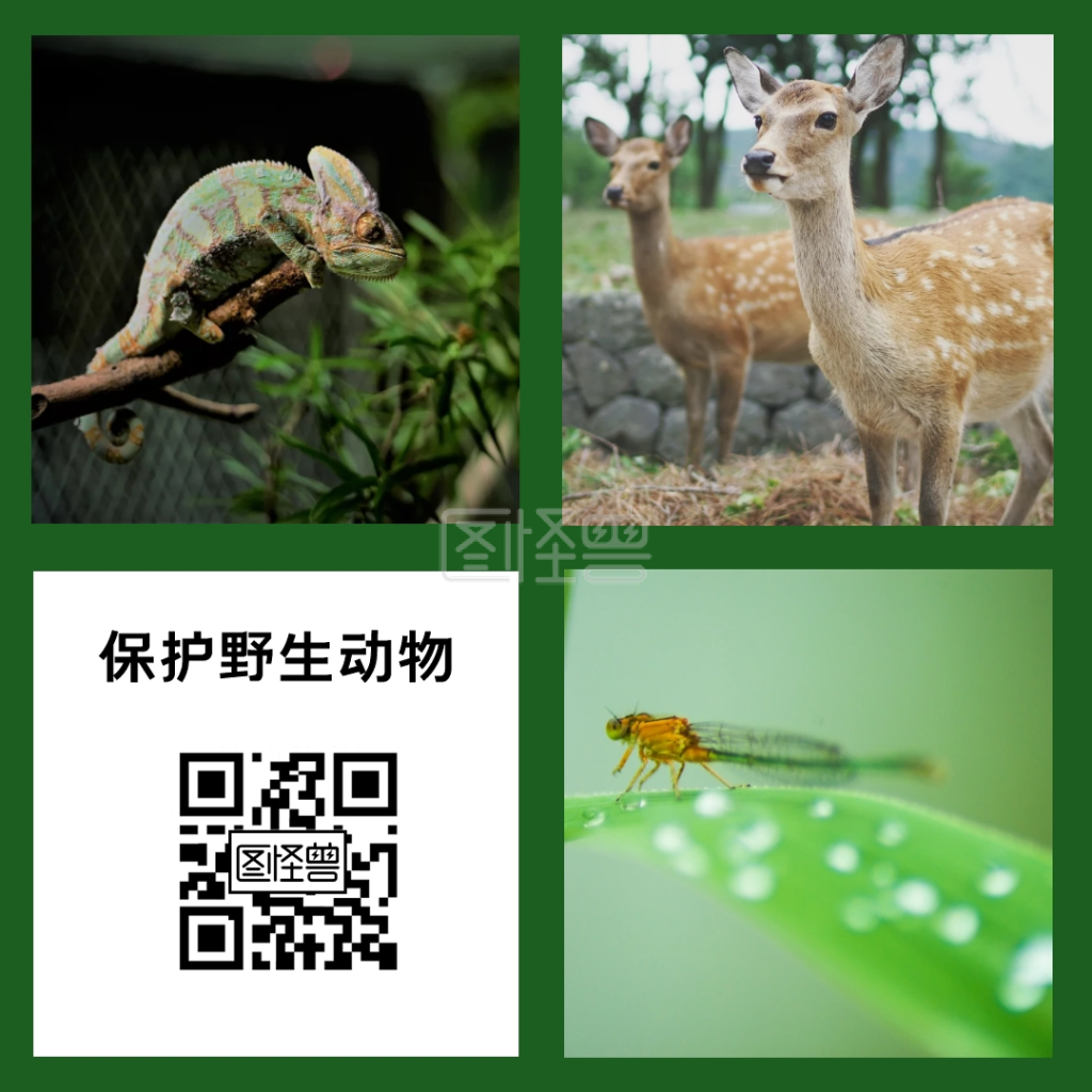保护野生动物关注二维码