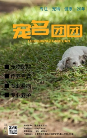 宠物狗狗动物看护海报