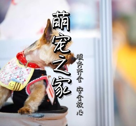 萌宠之家服务齐全安全放心