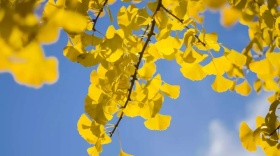 简约日签日历手机壁纸海报早晚安纪念贺卡等