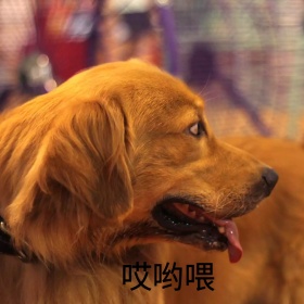 小猫哎哟喂惊讶可爱恶搞趣味手机表情包