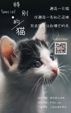 特别的猫清新简约手机壁纸海报