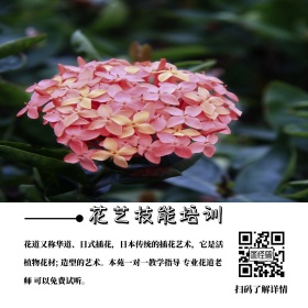 职业技能培训花艺培训班简约公众号配图