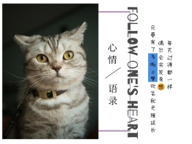 心情语录简约白色猫咪可爱横版配图