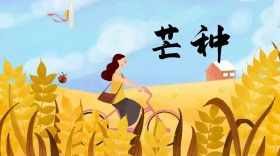 浓情夏日麦穗飘香夏季芒种公众号封面