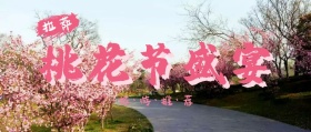 拉萨桃花节盛宴旅游公众号封面