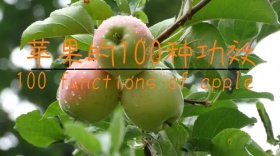 苹果简约创意宣传公众号模版