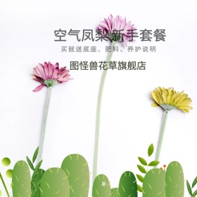 空气凤梨懒人花卉新手套餐淘宝主图