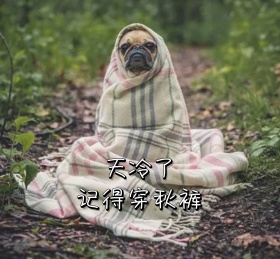 宠物美图朋友圈封面模板