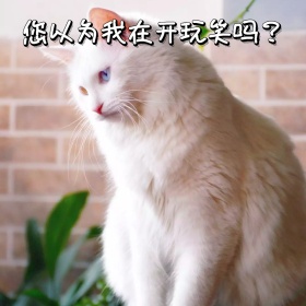 猫咪动物傲娇脸炫耀可爱软萌趣味手机表情包