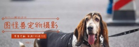 双十二宠物摄影活动benner