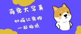 萌宠大写真简约公众号封面