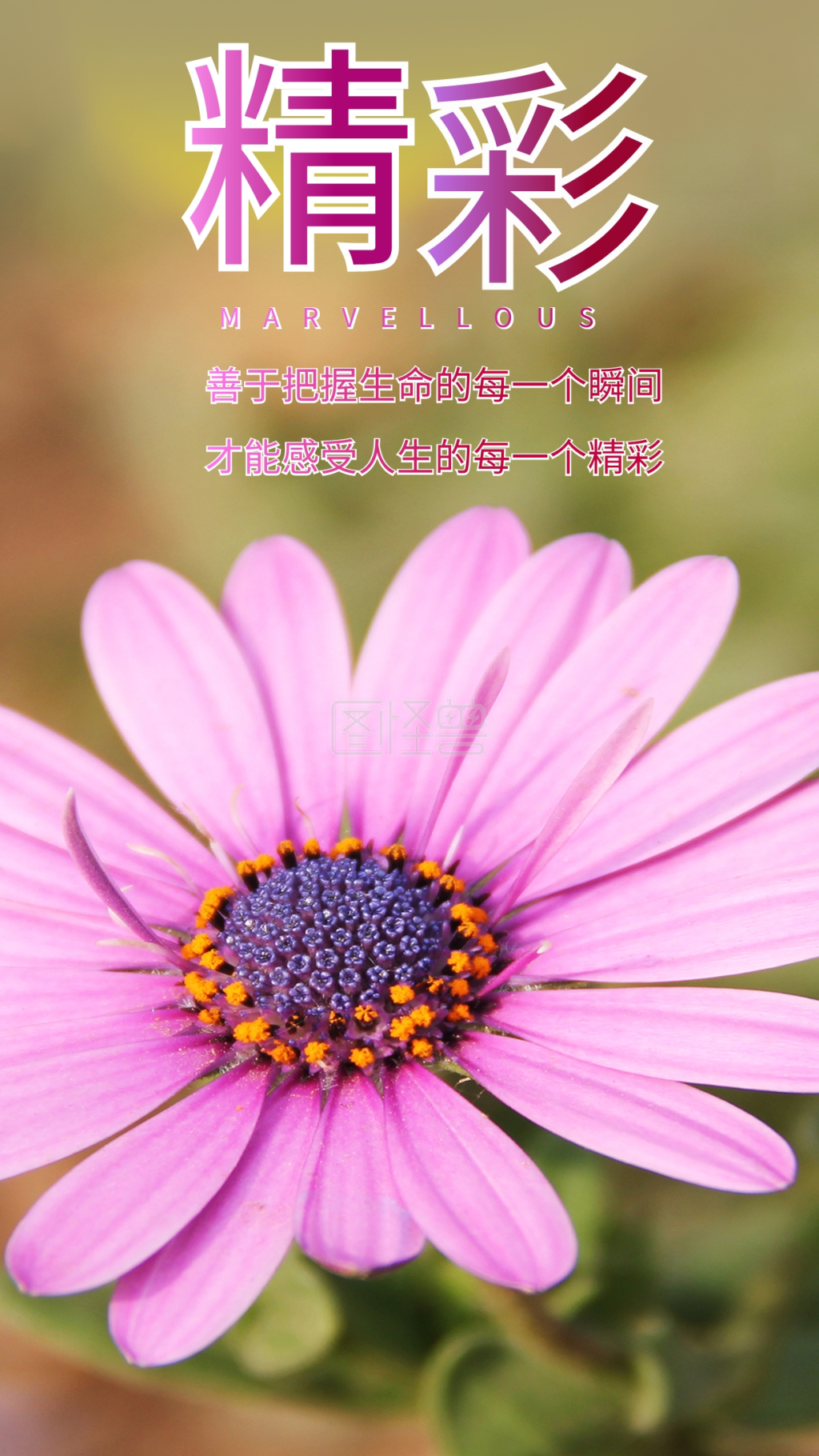 精彩人生感悟花心语