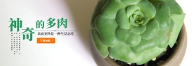 绿色小清新植物盆栽神奇的多肉电商海报淘宝banner